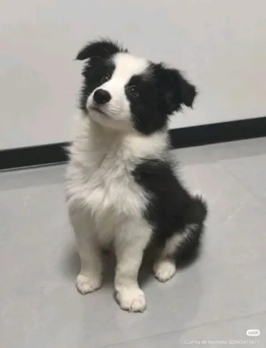 Vendo está linda Border collie