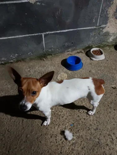 Filhote Jack Russel.