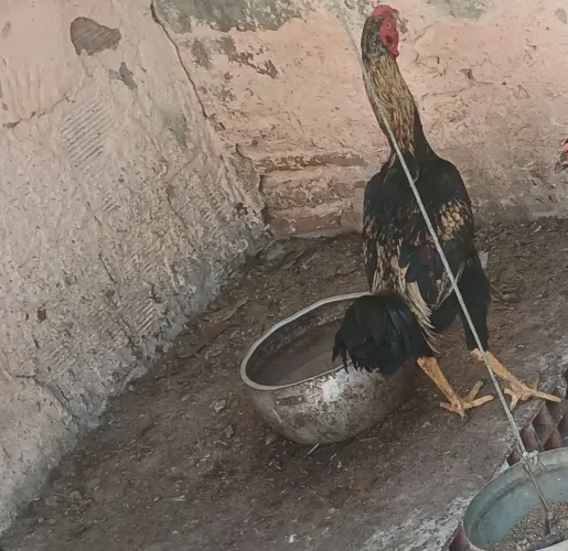 2 frango macho