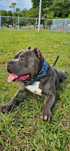 American Bully com pedigree