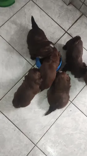 Filhotes de Shih Tzu legítimo a pronta entrega R$ 1,300 ZAP * Carmem