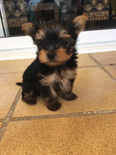 Yorkshire terrier variedades pra você escolher machinho 