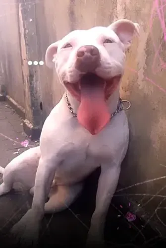 ADOÇÃO RESPONSÁVEL - cão Duque