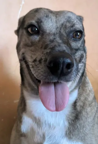 Adoção responsável 