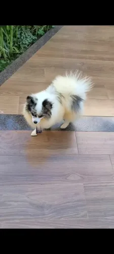Lulu da pomerania