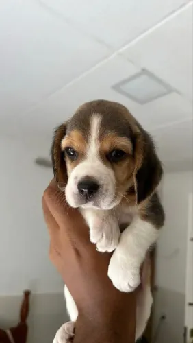 Beagle Uma companhia que faz qualquer dia melhor