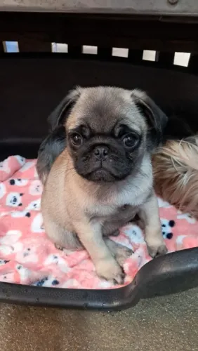 Cachorros filhote de Pug 