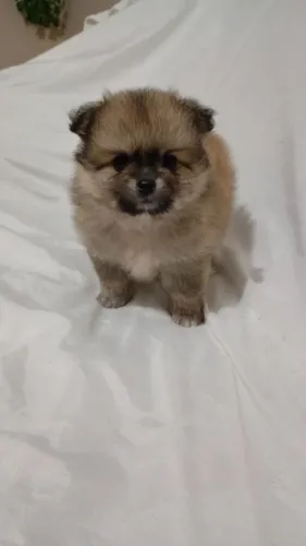 Spitz Machinho
