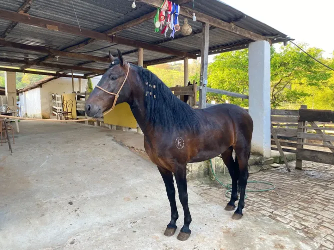 Cavalo manga larga marchador registrado