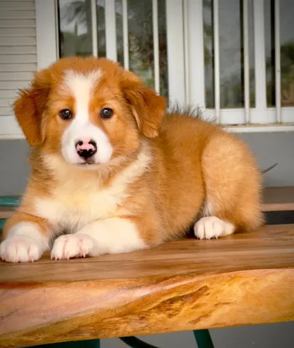 BORDER collie para Paraty