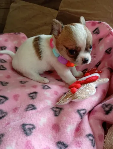 chihuahua pelo curto femea em 10x no cartao, com pedigree