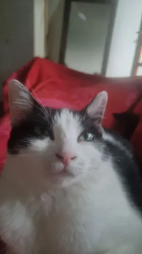 Doação Gata Fêmea Castrada 