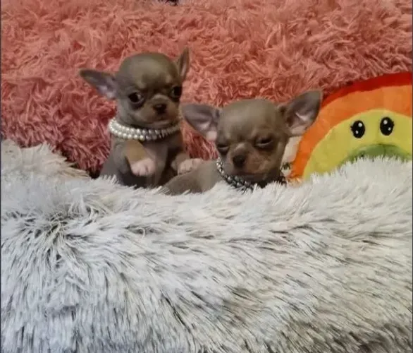 Chihuahua Fêmea Dourada: A Beleza em Miniatura!