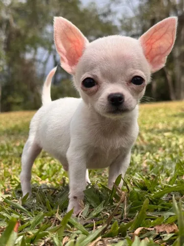 Chihuahua macho de bolso. Apaixonante!