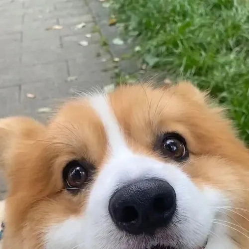Excelentes Corgi
