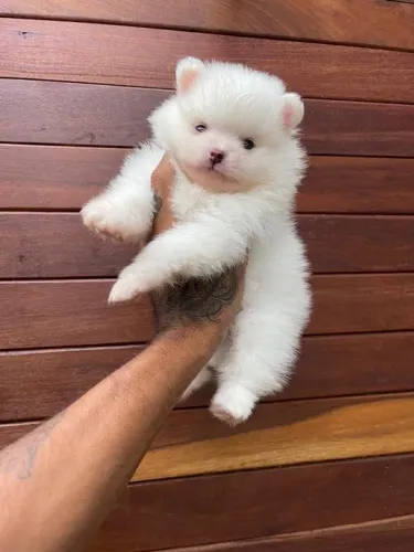 Spitz alemão anão 