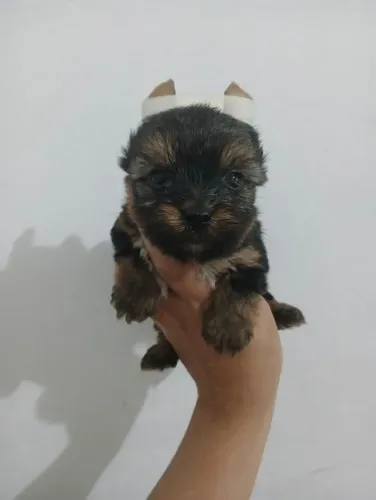 Filhote Yorkshire Terrier, O presente perfeito para você e sua família tem quatro patas!,