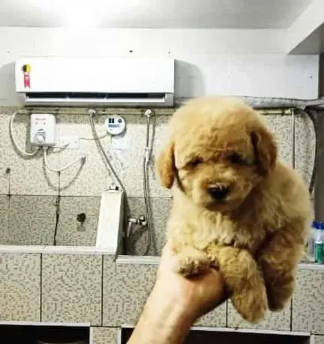 Poodle toy Filhotes de mais alto padrão da raça