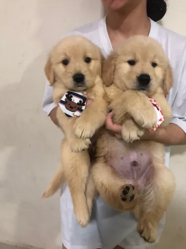 Golden retriever ( à venda) 