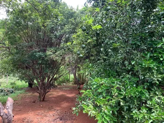 Chácara de 1.000m² plantada de arvores frutíferas, em frente a uma reserva ecológica.