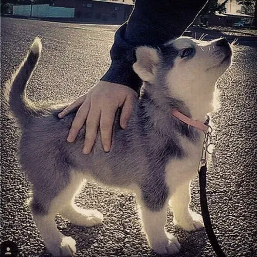 Filhote Husky Siberiano te ama rico ou pobre