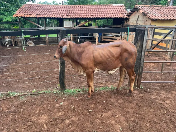 Tourinho
