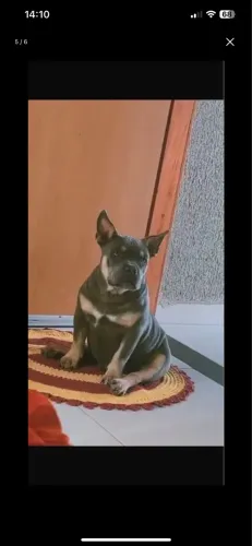 Animais