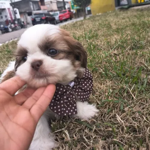 Macho de Shitzu ótimo padrão da ração 