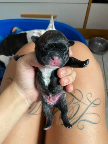 ? Filhotes de Bulldog Francês Legítimos - Reserve Já! ?
