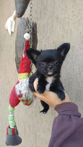 Chihuahua fêmea e macho.