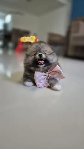 Fêmea Lulu da Pomerânia anão