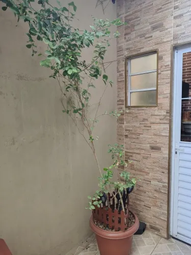 Frutífera Acerola de Vaso