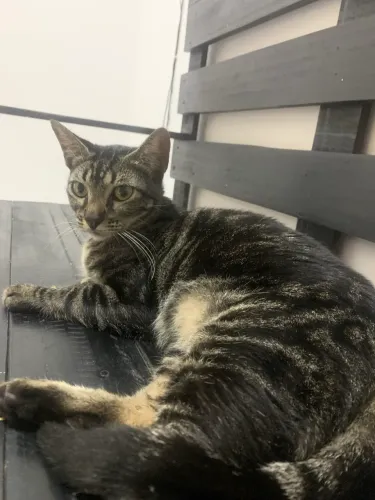 Doação de gatinha castrada