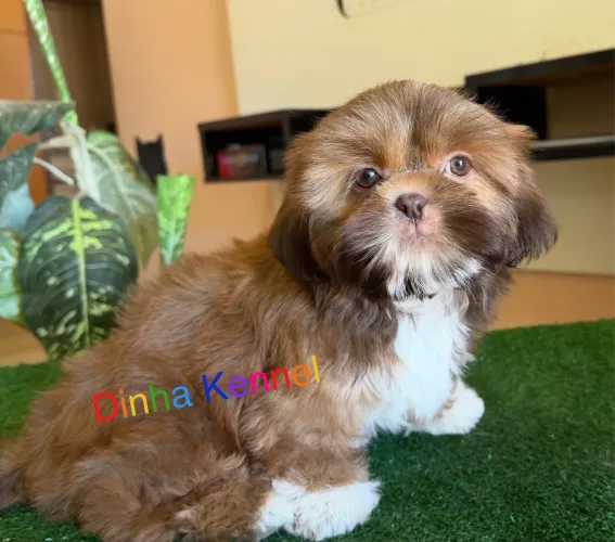 Filhotes de Shih tzu