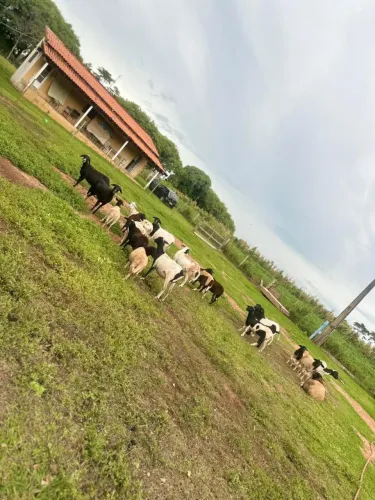 Vendo sítio em Álvares Machado 
