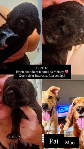 DOAÇÃO FILHOTE DE COCKER COM VIRA-LATA 