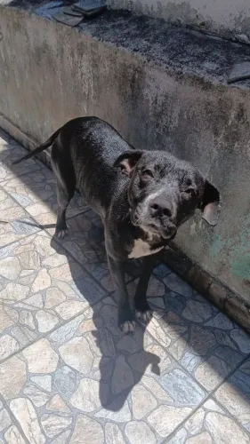Doando cachorros 
