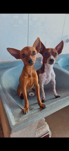 Pinscher fêmea n01