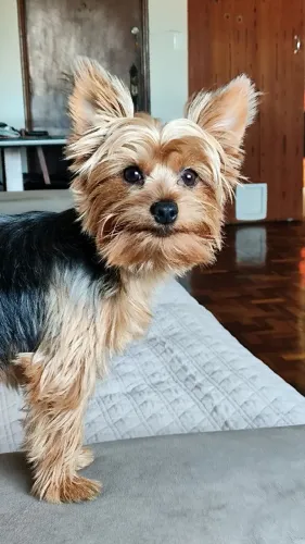 Cruzamento 