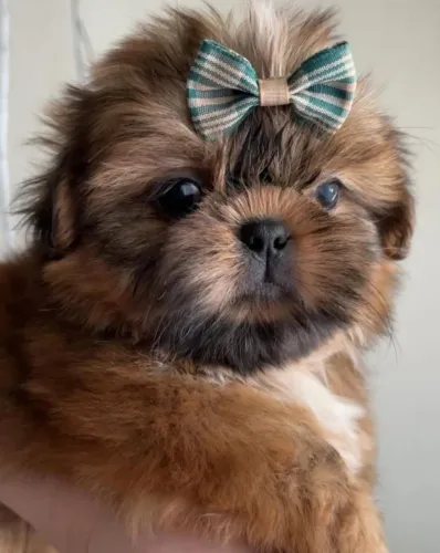 Filhotes de Shih Tzu | Um encanto em cada olhar.