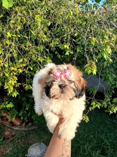 Vendo filhote de shihtzu fêmea com três doses de vacina