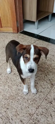 Minha sobrinha está doando essa cachorrinha 