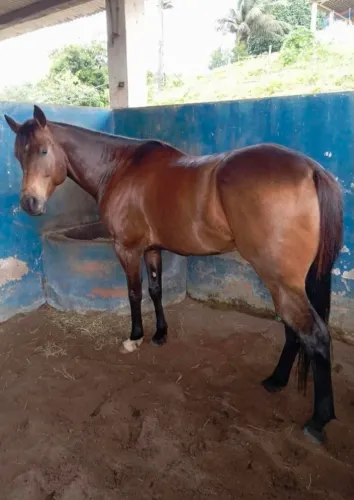 Cavalo De Direita 