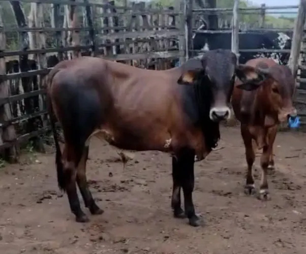 2 garrotes SINDI filhos de touro puro gado boi vaca