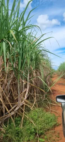 Fazenda à venda 18 alqueires em Zona Rural - Itapuranga - GO