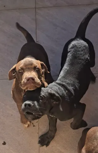 Cane Corso, fêmea disponível, filhote