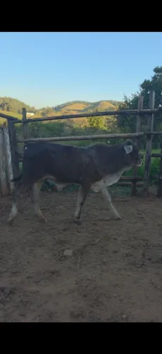 Bezerro Cruzamento