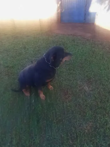Doa-se uma Rottweiler fêmea.