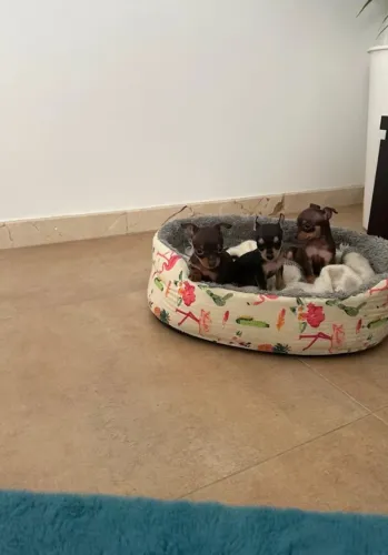 Pinscher - Filhotes Disponíveis em Nossa Loja Física