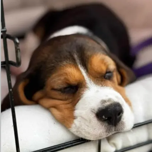 Filhotes de Beagle | Uma fofura pronta para conquistar você.